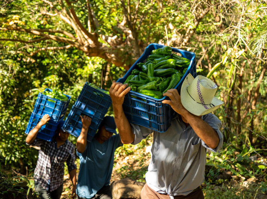 Ano das Frutas, Legumes e Verduras: vídeos dos Diálogos Regionais estão disponíveis 