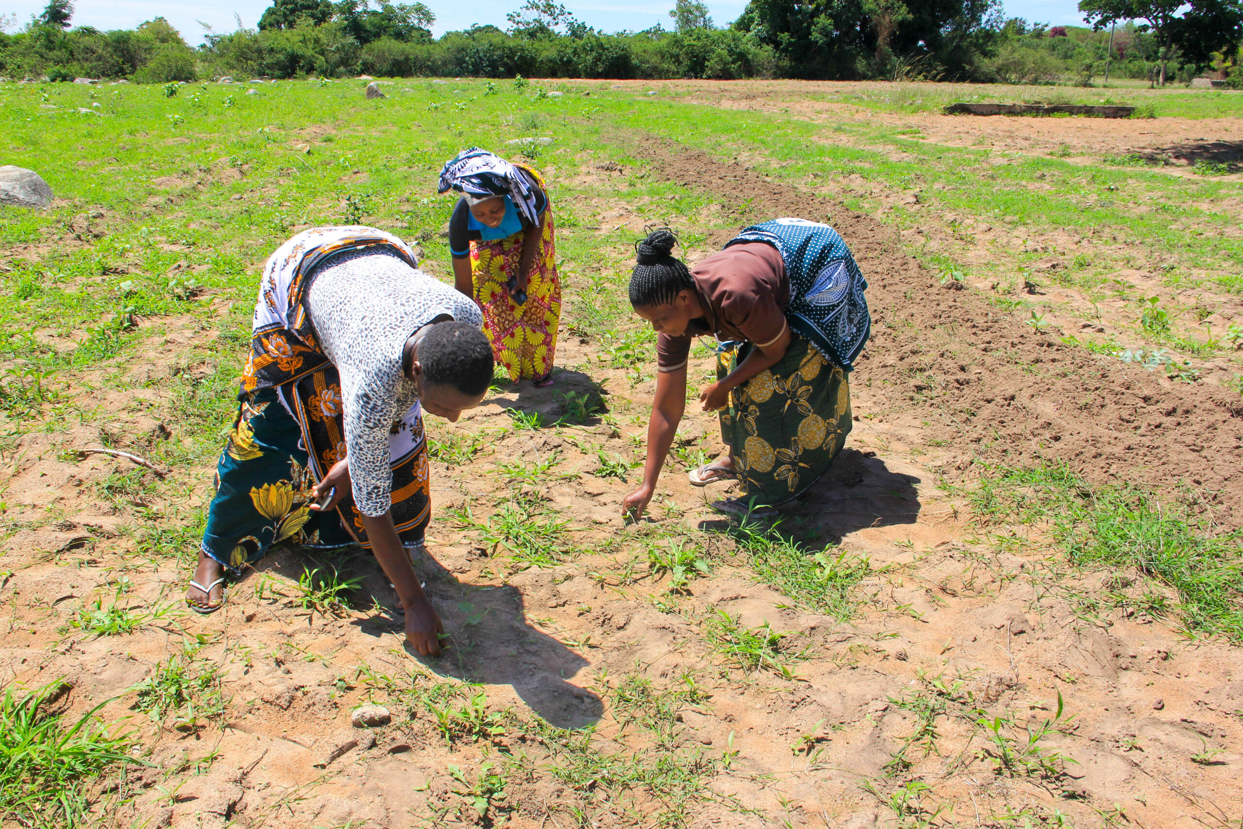 A foto mostra três mulheres negras usando vestes coloridas colhendo vegetais em um campo de plantação.