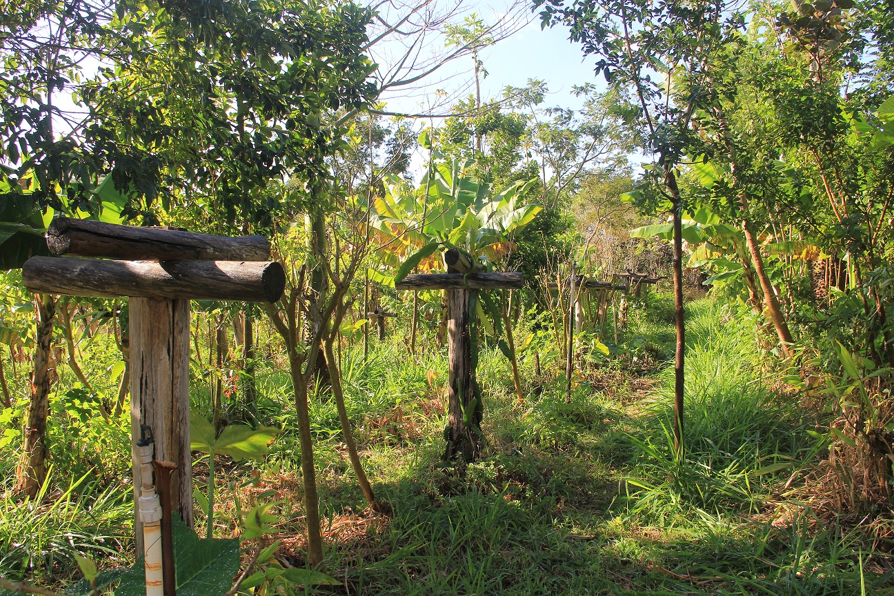Exemplo de sistema agroflorestal com plantação de banana, eucalipto, mogno, pitaya e outras espécies.